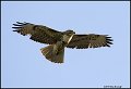 6316 red-tailed hawk